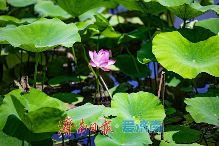 一年四季 泉在济南｜荷风初起夏意浓 济南大明湖荷花陆续绽放启幕初夏美景