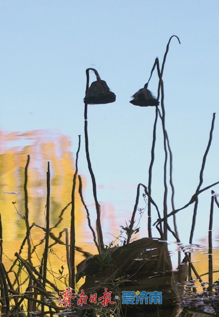 一年四季 泉在济南｜初冬百花洲 古韵惹人醉