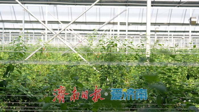 从“城市供应链”到“乡村产业链”——济南起步区新农人赵振华的二十年归途