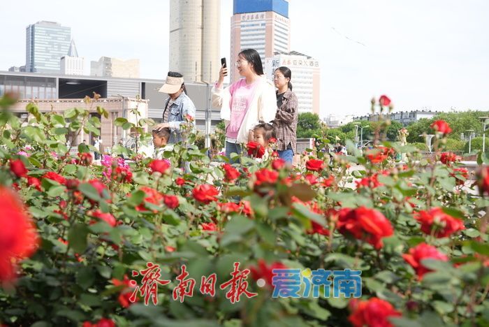 五彩月季烂漫绽放，泉城广场成梦幻花海