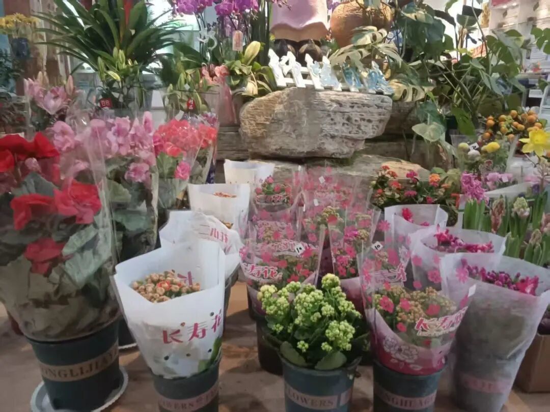 济南公园上演新春盛典，赏花购年货一站式解锁