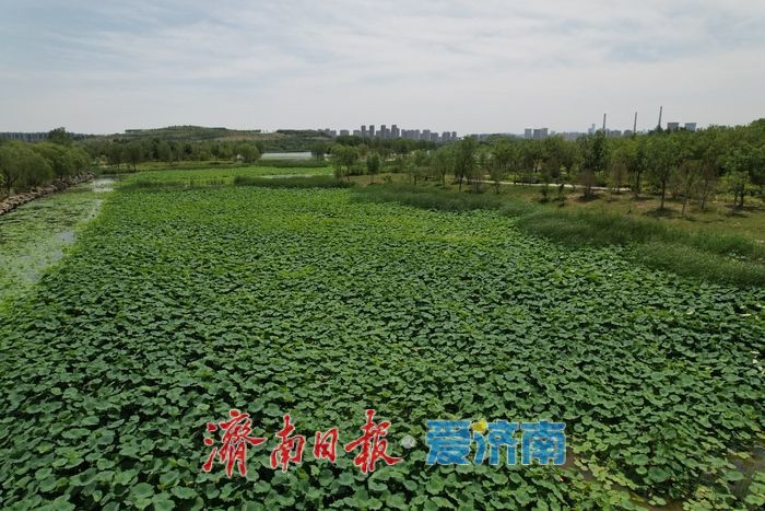 碧叶摇曳待花开