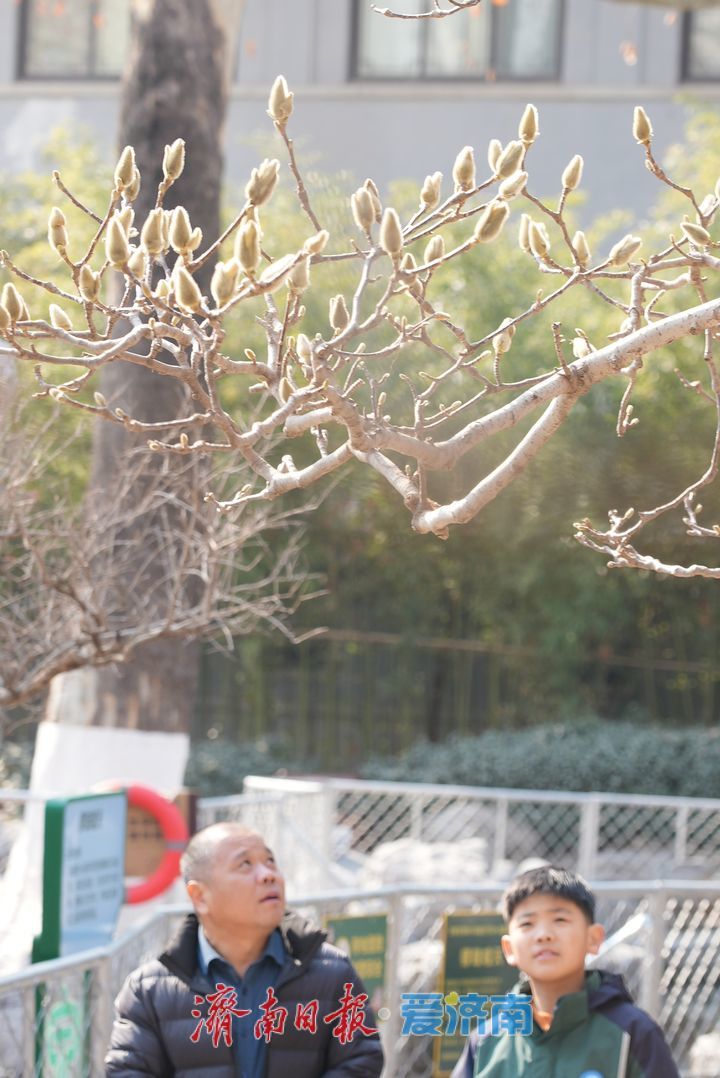 白雪楼前玉兰花含苞待放