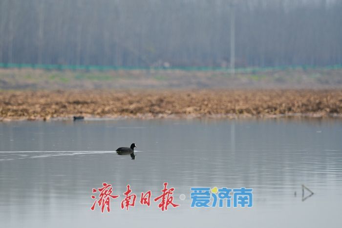 天鹅归来春意浓，遥墙蓄滞洪区成鸟类乐园