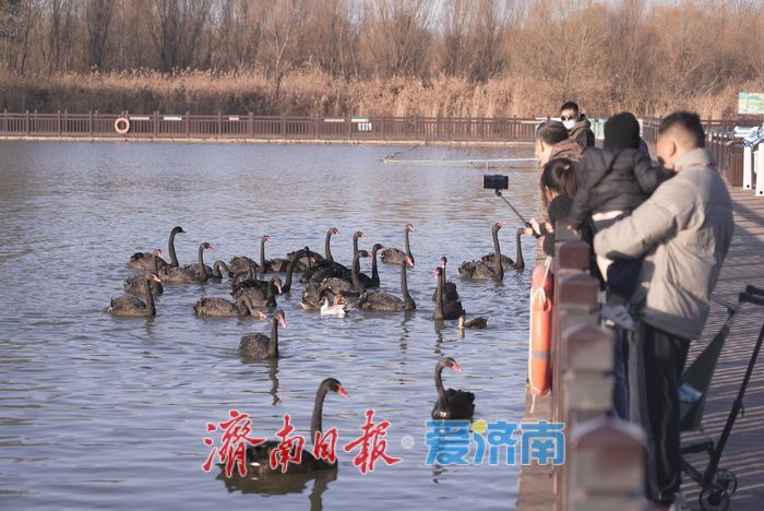 济西湿地黑天鹅当 “居民明星”，引客共赏生态趣