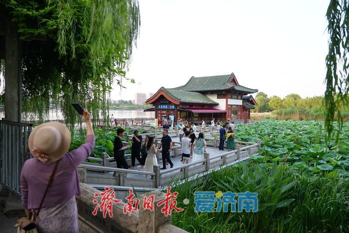 一年四季 泉在济南丨大明湖荷花迎最佳观赏期 游人沉醉夏韵芬芳