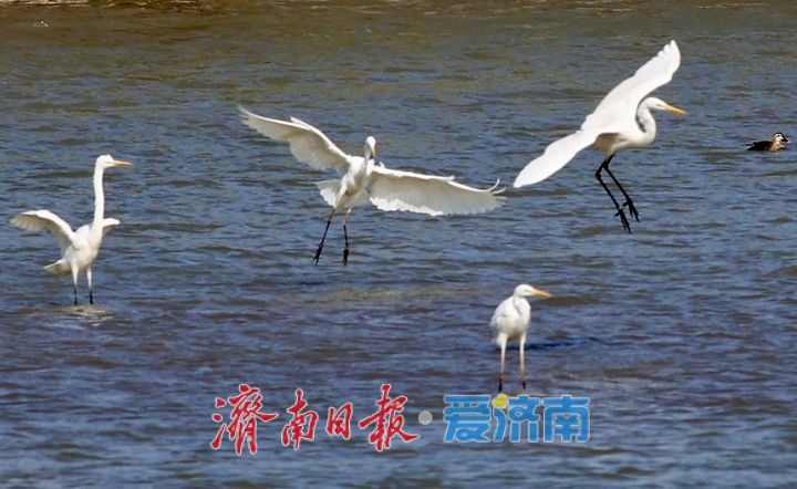 群鸟欢歌 逐岸“起舞”