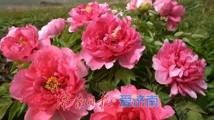春日暖阳，带你奔赴浪漫花约，济南市特色林果赏花攻略来啦→
