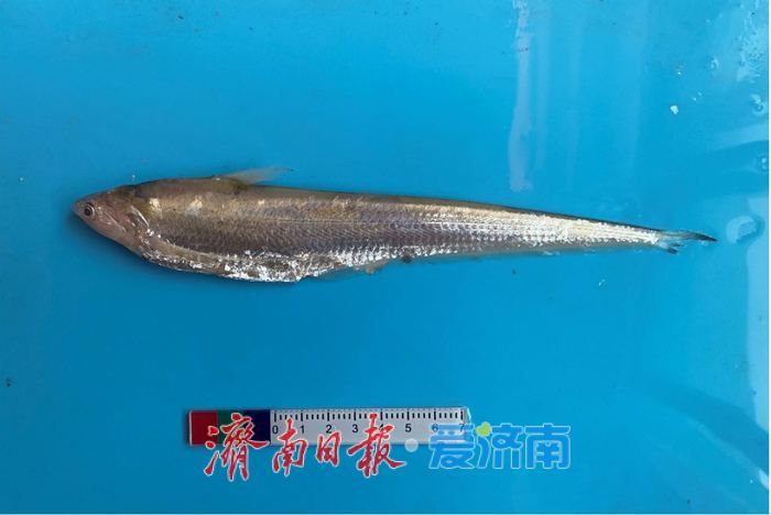 摸清生物多样性“家底”，1581种生物物种“安家”商河