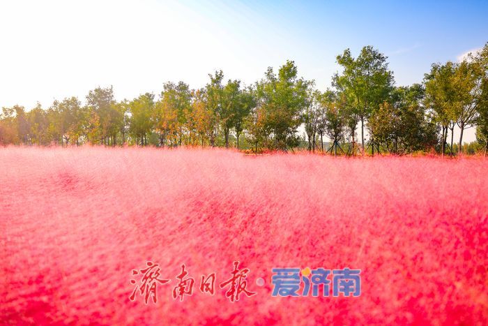 一年四季 泉在济南丨粉浪漫河岸 打卡黄河北