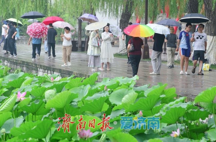 一年四季 泉在济南｜雨打荷花别样艳，泉城明湖江南韵