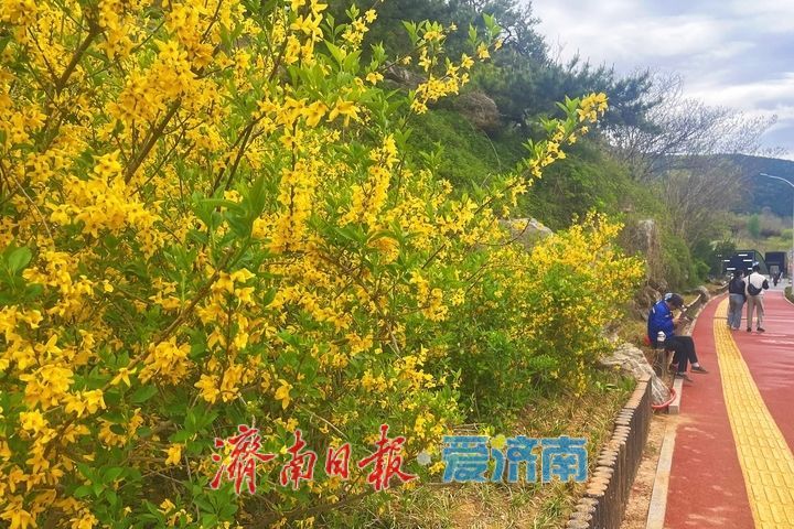 一年四季 泉在济南丨街头花开艳 春日美景入画来