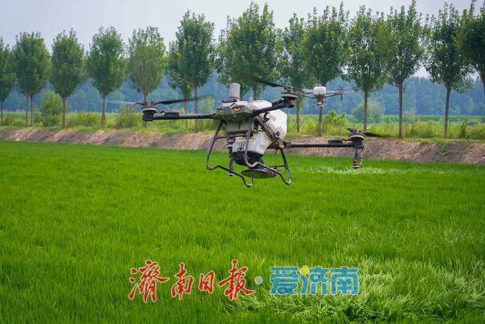 无人机上阵！稻田施肥跑出“科技加速度”