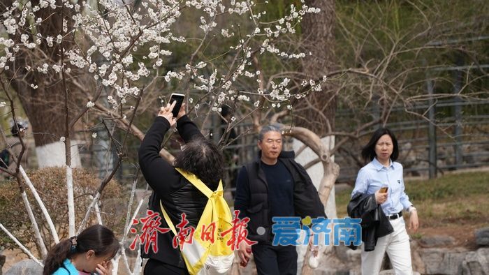 济南泉城公园“梅杏争春”醉游人