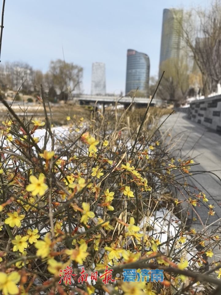 腊山河：雪霁天晴朗 柳绿迎春开