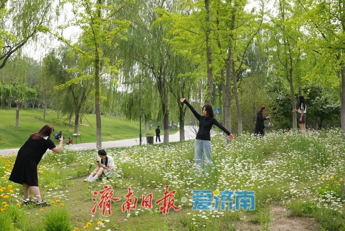 一年四季 泉在济南丨“大滨菊+金鸡菊”花海！来这里一键解锁初夏的浪漫