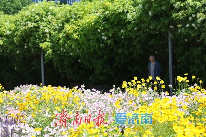 济南CBD绸带公园夏日花海绽放 现代都市邂逅自然诗意