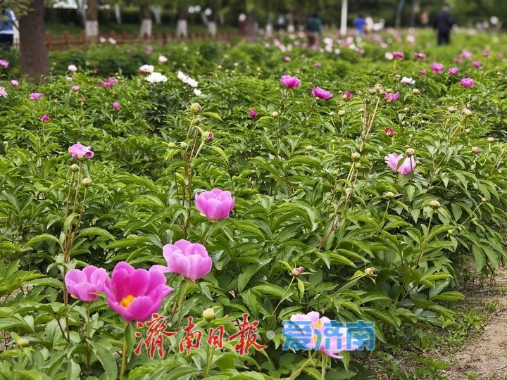 一年四季 泉在济南丨春日黄河岸繁花盛放 百里黄河风景区迎来游玩热潮