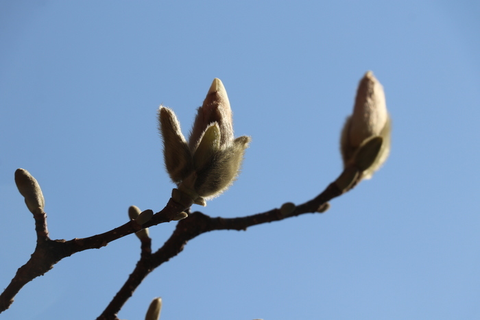 沉浸式感受济南这座城的春天
