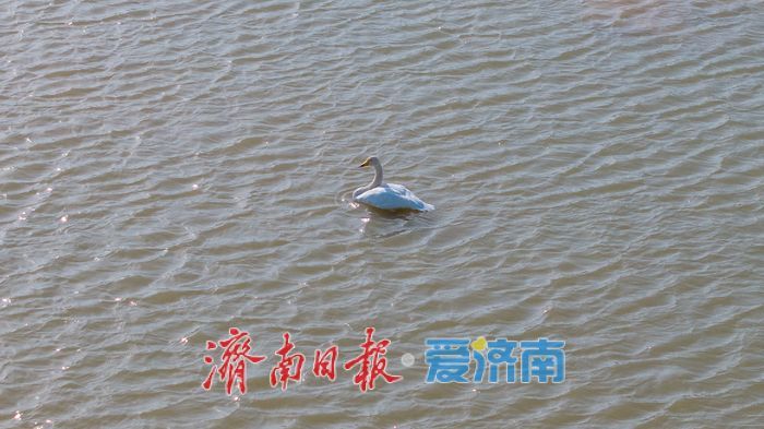 济南黄河北现“水上观鸟路” 百只天鹅伴游成冬日奇景