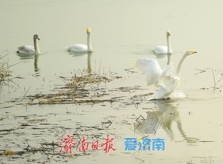 泉城年味气氛组已就位，是“蛇”候过年啦！