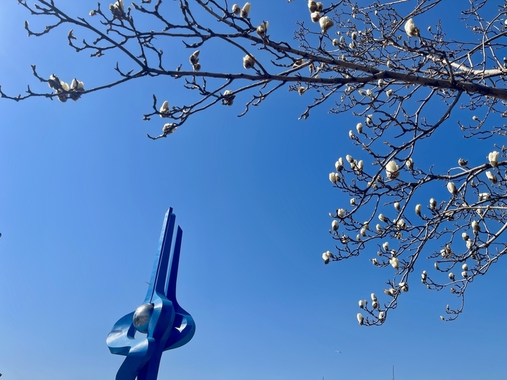 三月春暖 玉兰花开