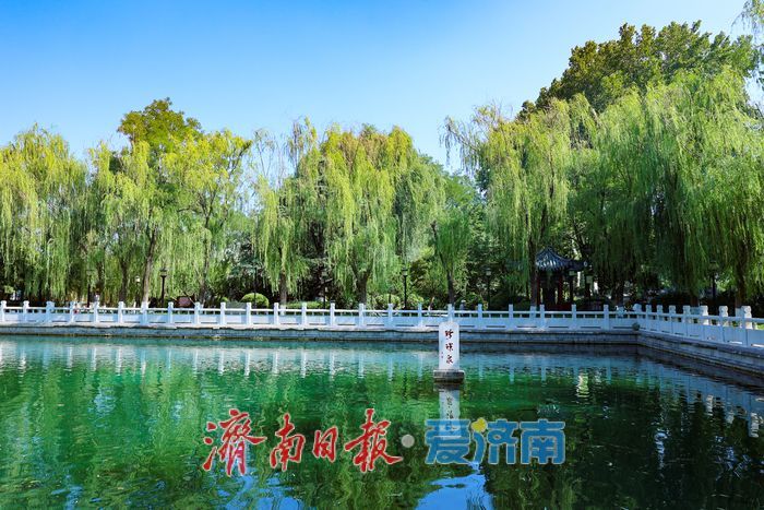 一年四季 泉在济南丨泉涌如珠映晨光 济南珍珠泉夏日清晨氛围感拉满