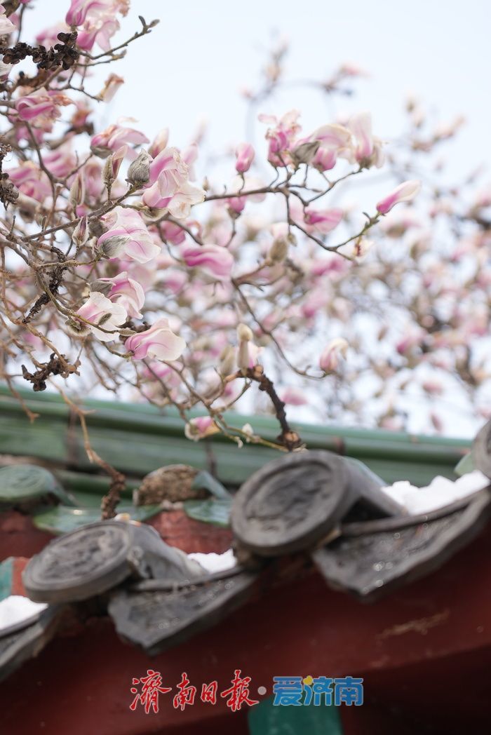 寒潮已过，趵突泉畔玉兰花静待盛放