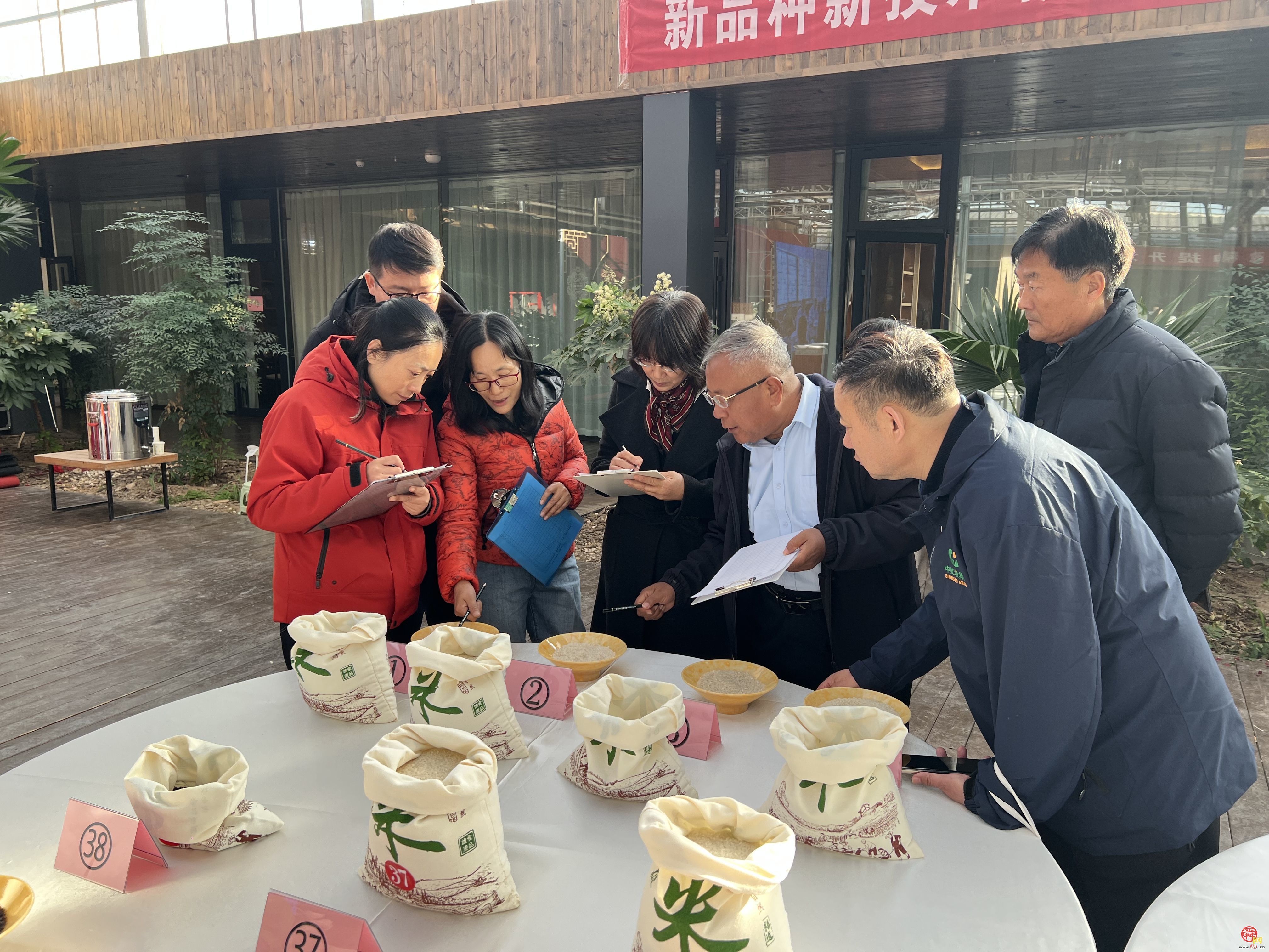 暖阳映稻香 品鉴促振兴  济南市黄河大米“垄上行”杯食味竞赛在槐荫区举办