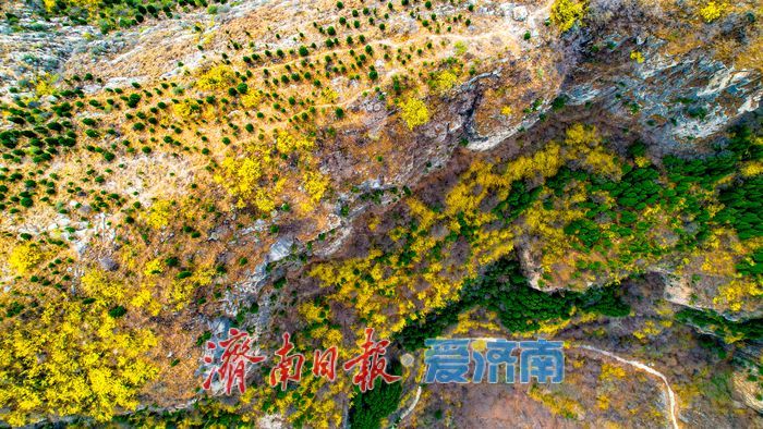 济南“小太行”藏不住了！天帘山连翘花迎来高光时刻