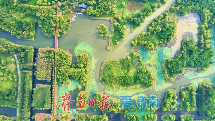 初秋画卷徐徐展开，济西湿地引客来