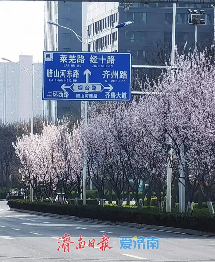 2026年济南特色道路赏花指南——全城花海，一路芬芳