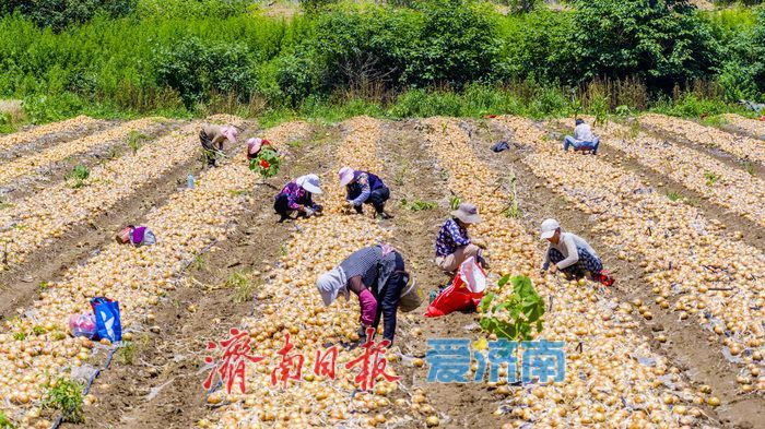 槐荫区玉清湖街道小杨庄洋葱喜获丰收 硕果飘香助农增收