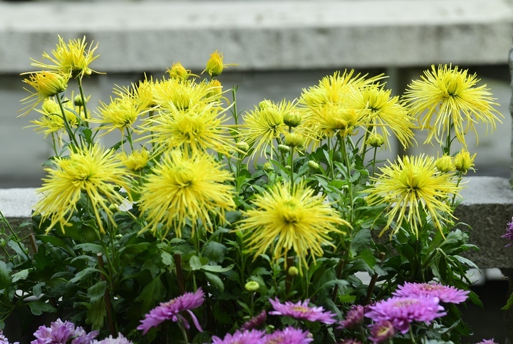 6万余盆菊花竞相绽放，第45届趵突泉金秋菊展拉开帷幕