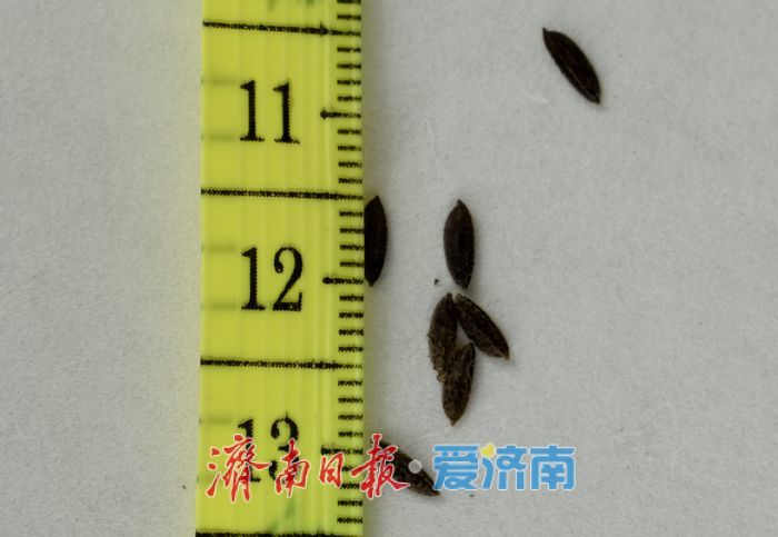 济南最大国有林场发现山东禾本科假稻属新记录种