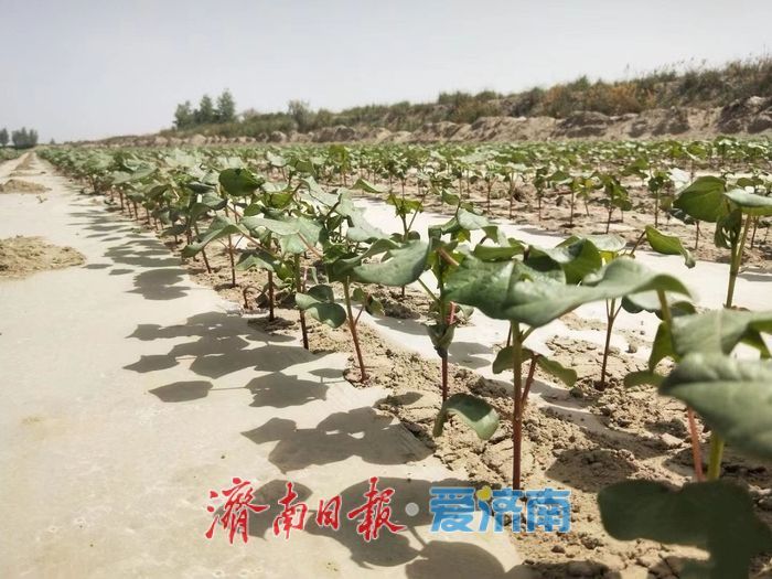 开局“十五五” 奋斗正当时·干事创业 担当尽责｜泉城智造，奔赴国之所需