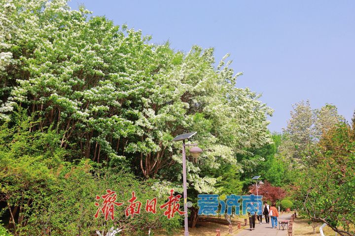 一年四季 泉在济南丨森林公园流苏花开 如雪似玉醉游人