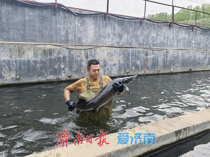 黄河水养大的三文鱼，5个小时就能“游”到济南市民的餐桌