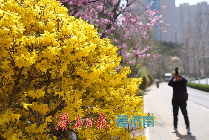 奥体东路变身“花海大道”