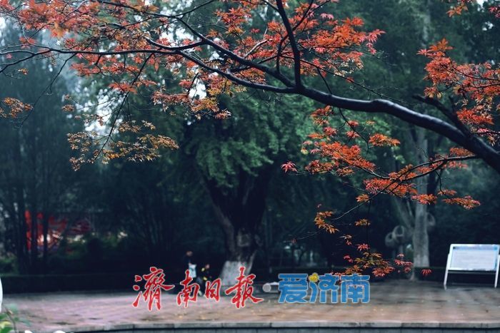 细雨如丝，百花公园秋意朦胧