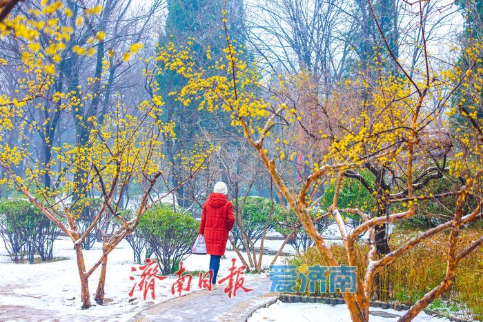 一年四季 泉在济南丨春日信使入雪中画境