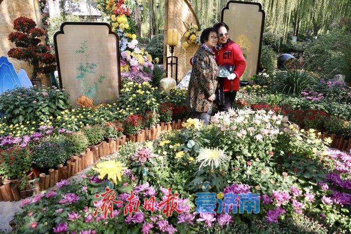 一年四季 泉在济南丨趵突泉菊展抢先看，打卡“不做菊外人”