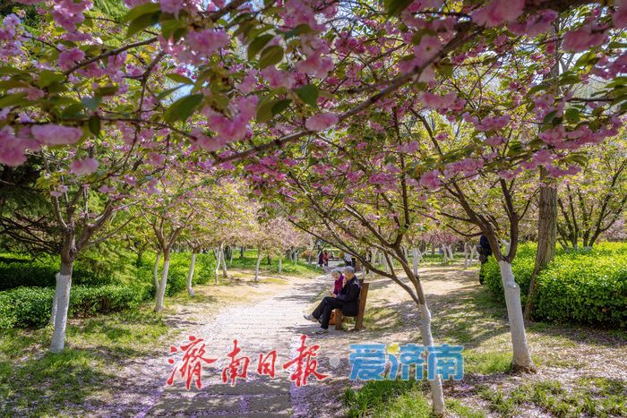 晚樱盛放醉春风！济南森林公园晚樱大道成春日浪漫打卡地
