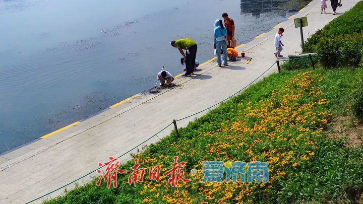鎏金花开满湖畔云锦湖畔毛叶金光菊绚烂盛放