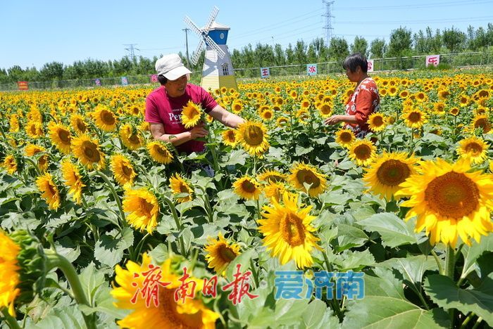 油葵花海绚烂绽放 绘就乡村旅游新画卷