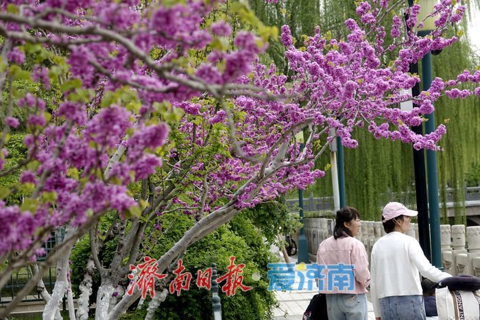 济南护城河畔紫荆花盛开 解锁春日限定美景