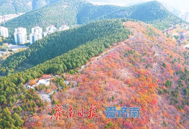 济南“鸳鸯锅”渐入佳境，蝎子山将迎赏红叶最佳时节