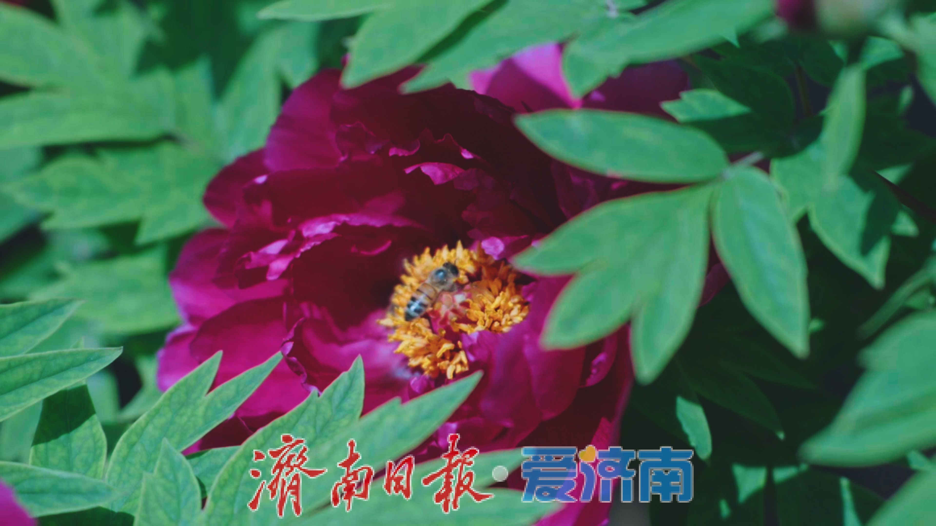 济南植物园春日限定“顶流”出道！快来一键收藏打卡攻略