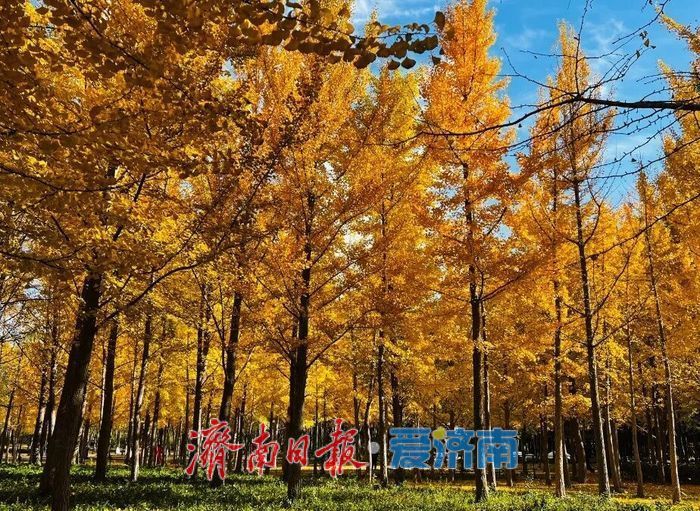 赴一场浪漫之约，济南公园景区最美落叶景观上线