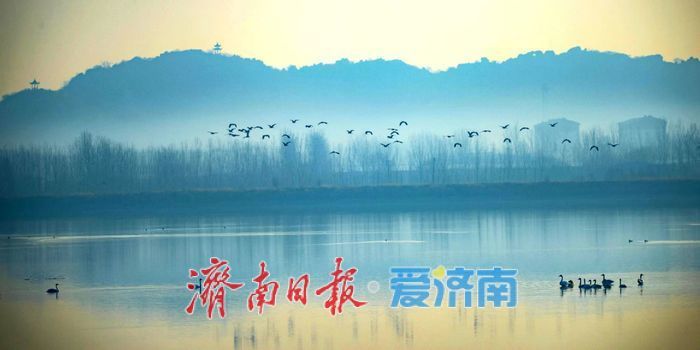 一年四季 泉在济南丨千鸟翔集，水墨冬韵